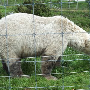 Polar Bear (Ursus maritimus) at Highland Wildlife Park - July 5th 2012