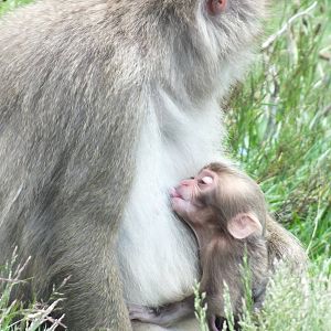Japanese Macaque (Macaca fuscata) at Highland Wildlife Park - July 5th 2012
