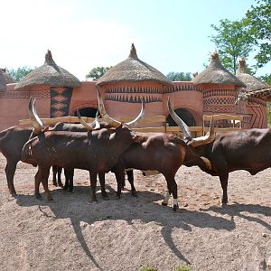African cattle, July 2012