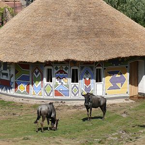 Wildebeest stable, July 2012