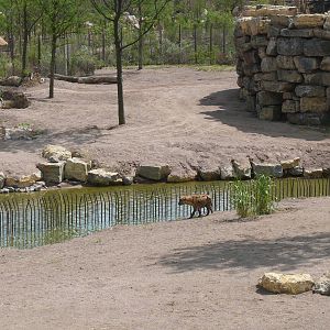 Spotted hyaena paddock, July 2012