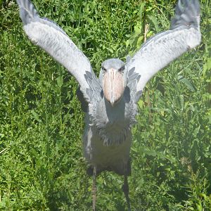 Shoebill, July 2012