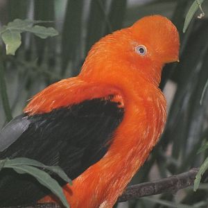 Andean Cock of the Rock (Rupicola peruvianus peruvianus) at Edinburgh Zoo -