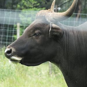 Javan Banteng (Bos javanicus javanicus) at Edinburgh Zoo - July 6th 2012