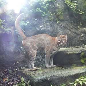 Tibetan Golden Cat (Catopuma temminckii tristis) at Edinburgh Zoo - July 6t