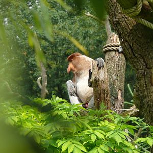 Proboscis monkey, July 2012