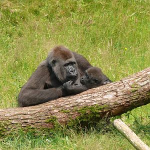 Gorillas, July 2012