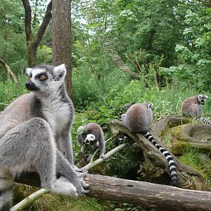 Ring-tailed lemurs, July 2012