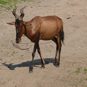 Hartebeest, July 2012