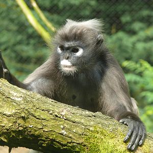 Spectacled langur, July 2012