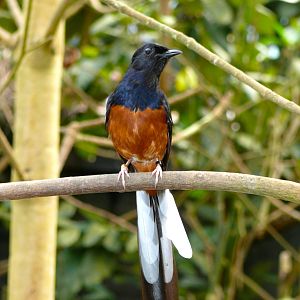 White-rumped shama, July 2012