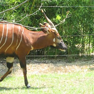 Jul. 2012-Safi, the Eastern Bongo