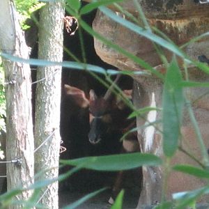 Jul. 2012-Safi, the Eastern Bongo