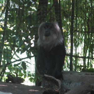 Jul. 2012-Lion-tailed Macaque