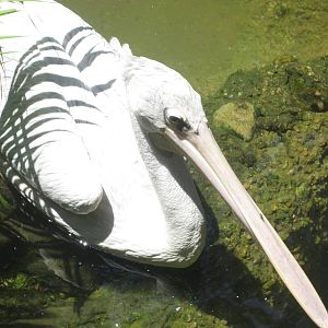 Jul. 2012-Pink-backed Pelican