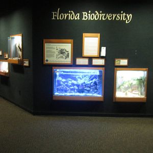 Jul. 2012-Florida Biodiversity in Manatee Springs