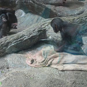 Jul. 2012-Baby Bonobos
