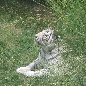 Jul. 2012-Akere, the White Tiger