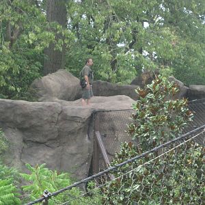 Jul. 2012-Malayan Tiger Encounter