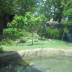 Jul. 2012-Malayan Tiger exhibit