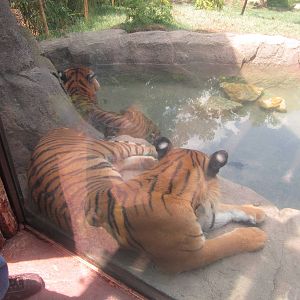 Jul. 2012-Who-Dey and Taj, the Malayan Tigers