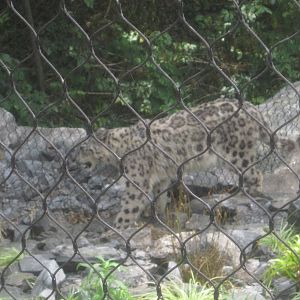 Jul. 2012-Nubo, the Snow Leopard