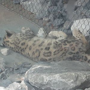 Jul. 2012-Renji, the female Snow Leopard