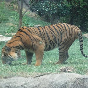 Jul. 2012-Taj, the Malayan Tiger