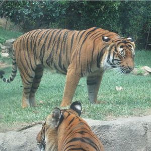 Jul. 2012-Taj and Who-Dey, the Malayan Tigers