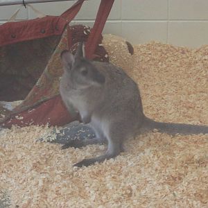 Jul. 2012-Bennett's Wallaby