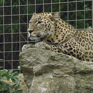persian leopard