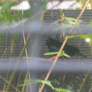 Superb Bird-of-Paradise