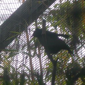 Superb Bird-of-Paradise
