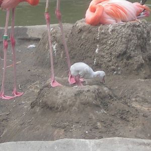 Baby Flamingo