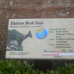 Siberian Musk Deer Sign