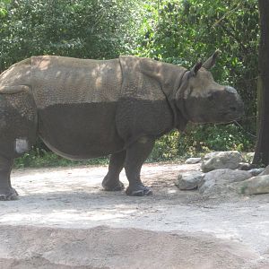 Jul. 2012-Nikki, the Indian Rhinoceros