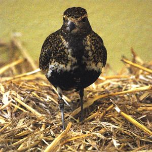Common Golden Plover at Rheine, 03/06/12