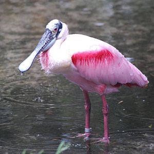 Roseate Spoonbill at Rheine, 03/06/12