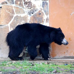 Indian Sloth Bear at Rheine, 03/06/12