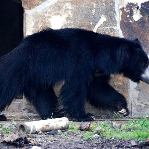 Indian Sloth Bear at Rheine, 03/06/12