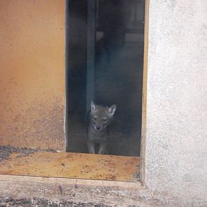 European Golden Jackal Pup at Rheine, 03/06/12