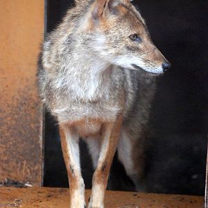 European Golden Jackal at Rheine, 03/06/12