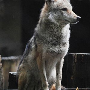 African Wolf at Rheine, 03/06/12