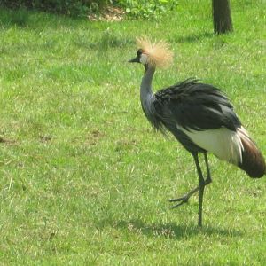 Jul. 2012-East African Crowned Crane