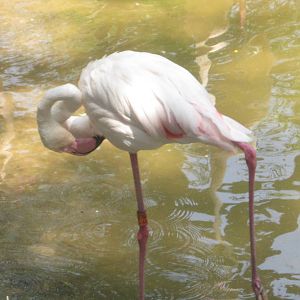 Jul. 2012-Greater Flamingo