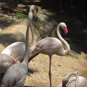 Jul. 2012-Greater Flamingos