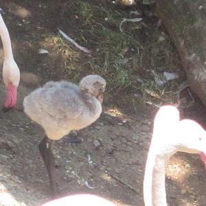 Jul. 2012-Greater Flamingo Chick