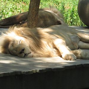Jul. 2012-Sunshine, the Southeast African Lion