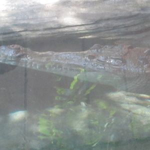 Jul. 2012-Leslie, the American Crocodile