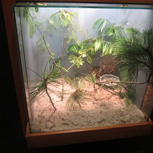 Jul. 2012-Green Anole exhibit